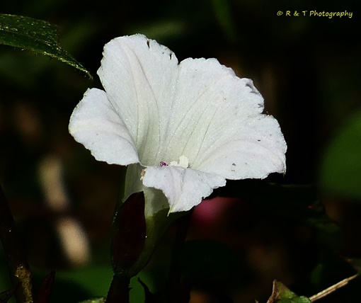{Ipomoea lacunosa}